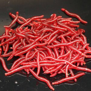 FT EARTHWORM 4CM NATURAL