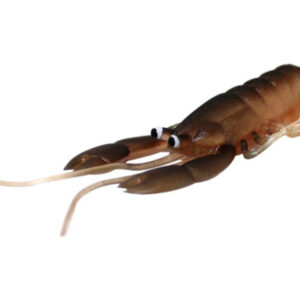 2″ CRACKER SHRIMP 4P/P
