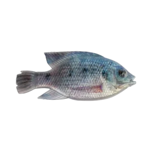 CULLEM PRO4” BLUE KURPER FEMALE