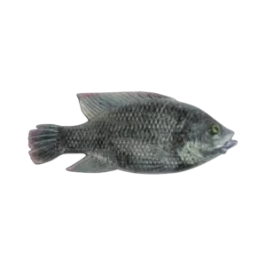 CULLEM PRO4” BLUE KURPER MALE