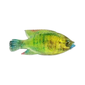 CULLEM PRO4” DWARF KURPER