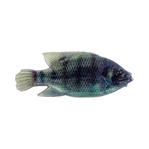 CULLEM PRO4” OLIVE BREAM
